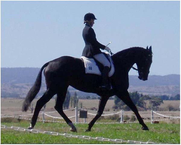 horse rider