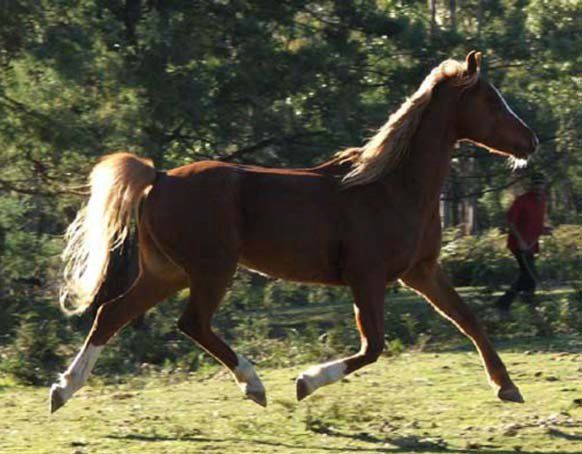 Horse