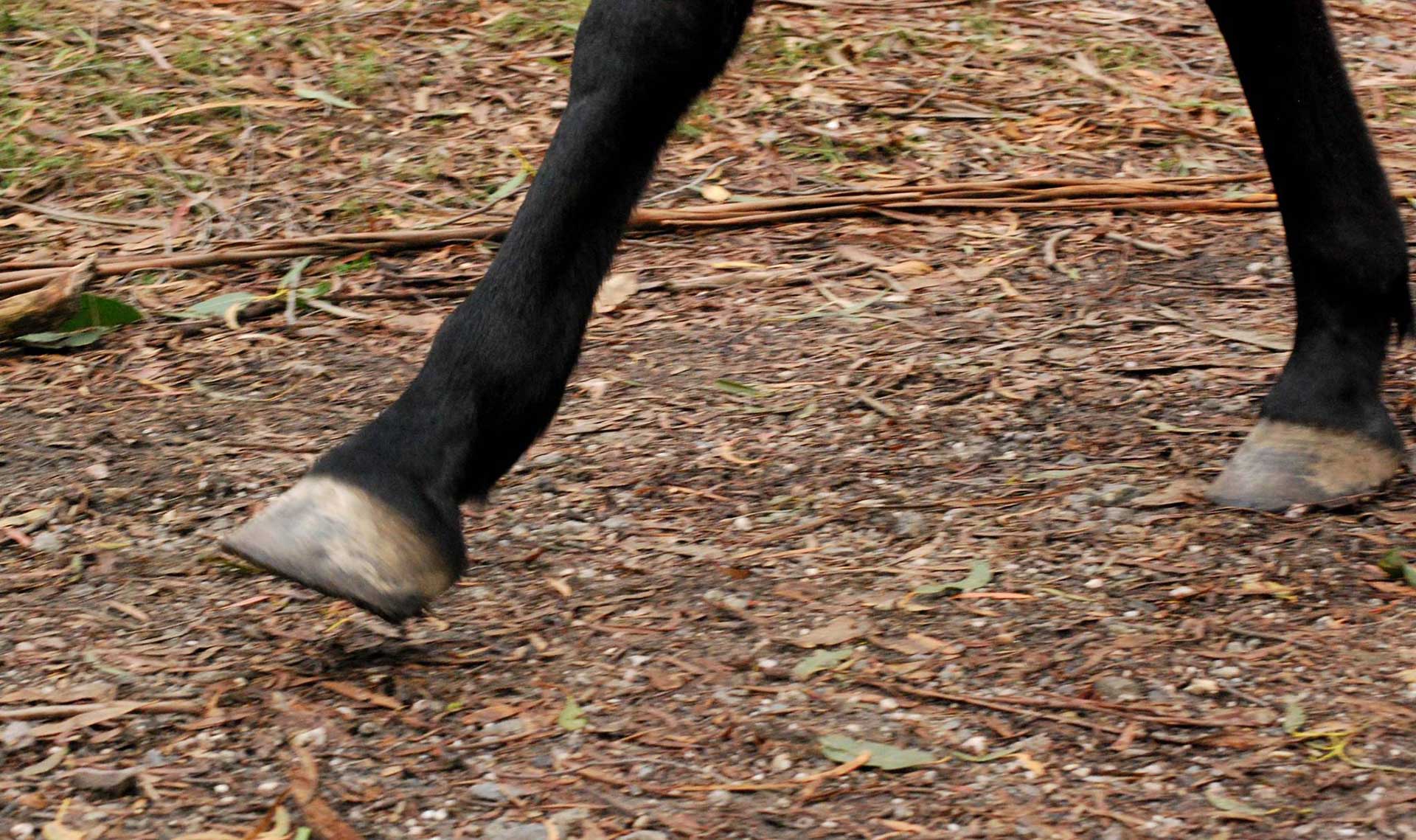 horse feet