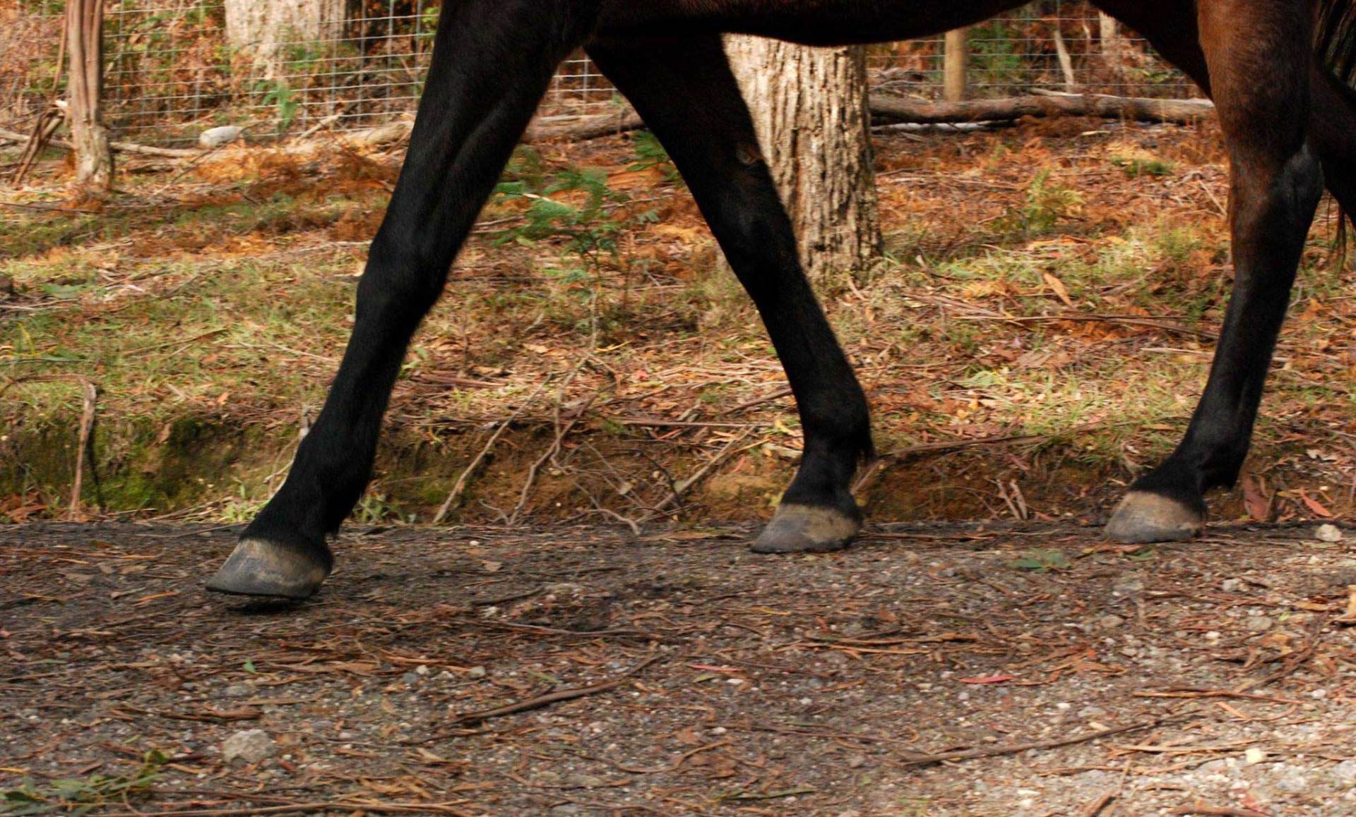 horse feet
