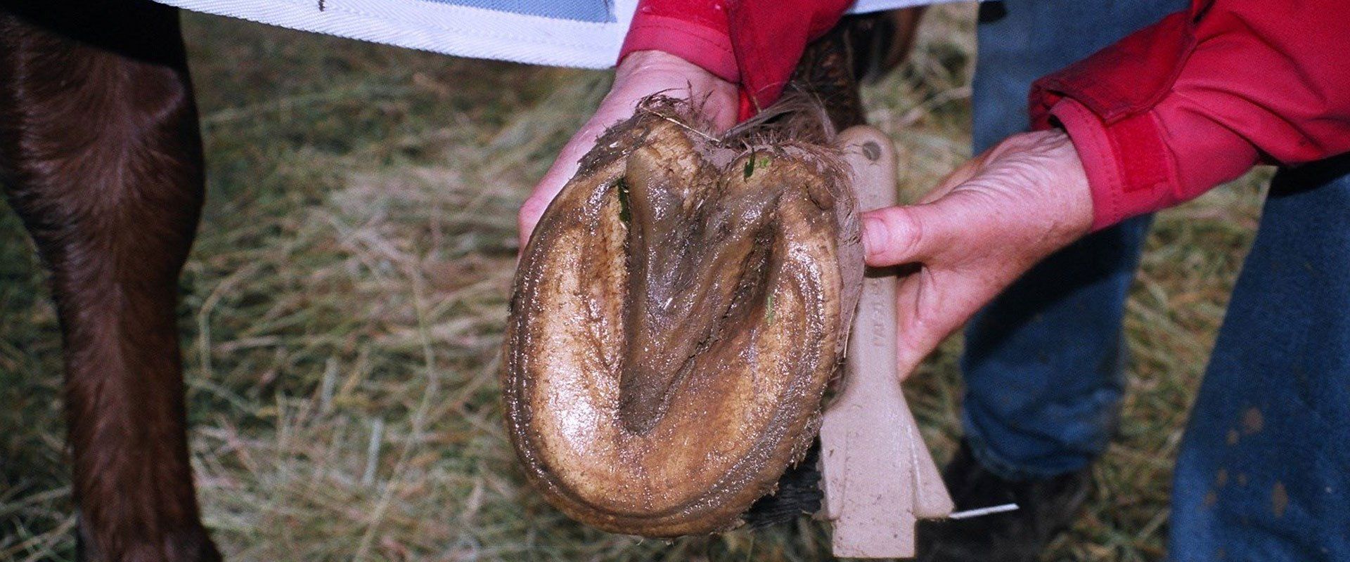 horse