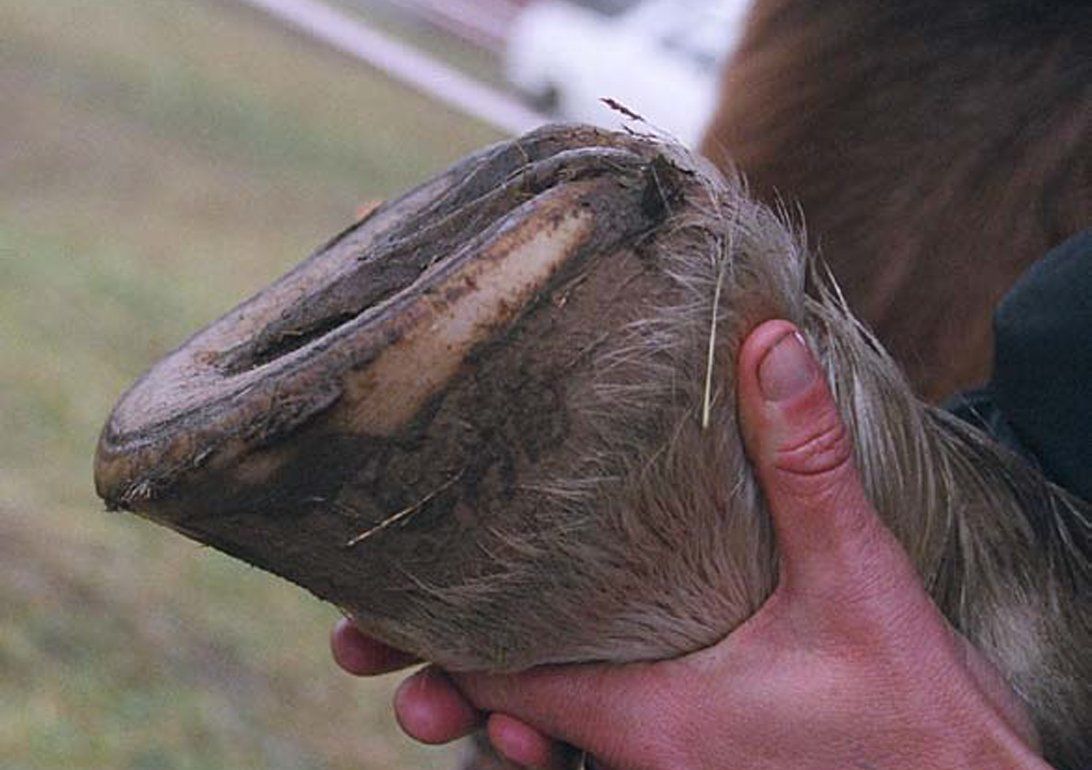 hoof