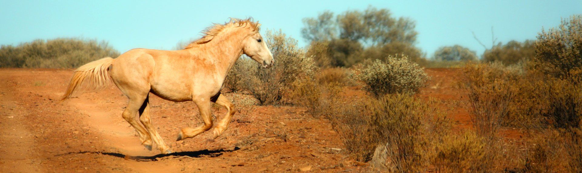 horse adventure