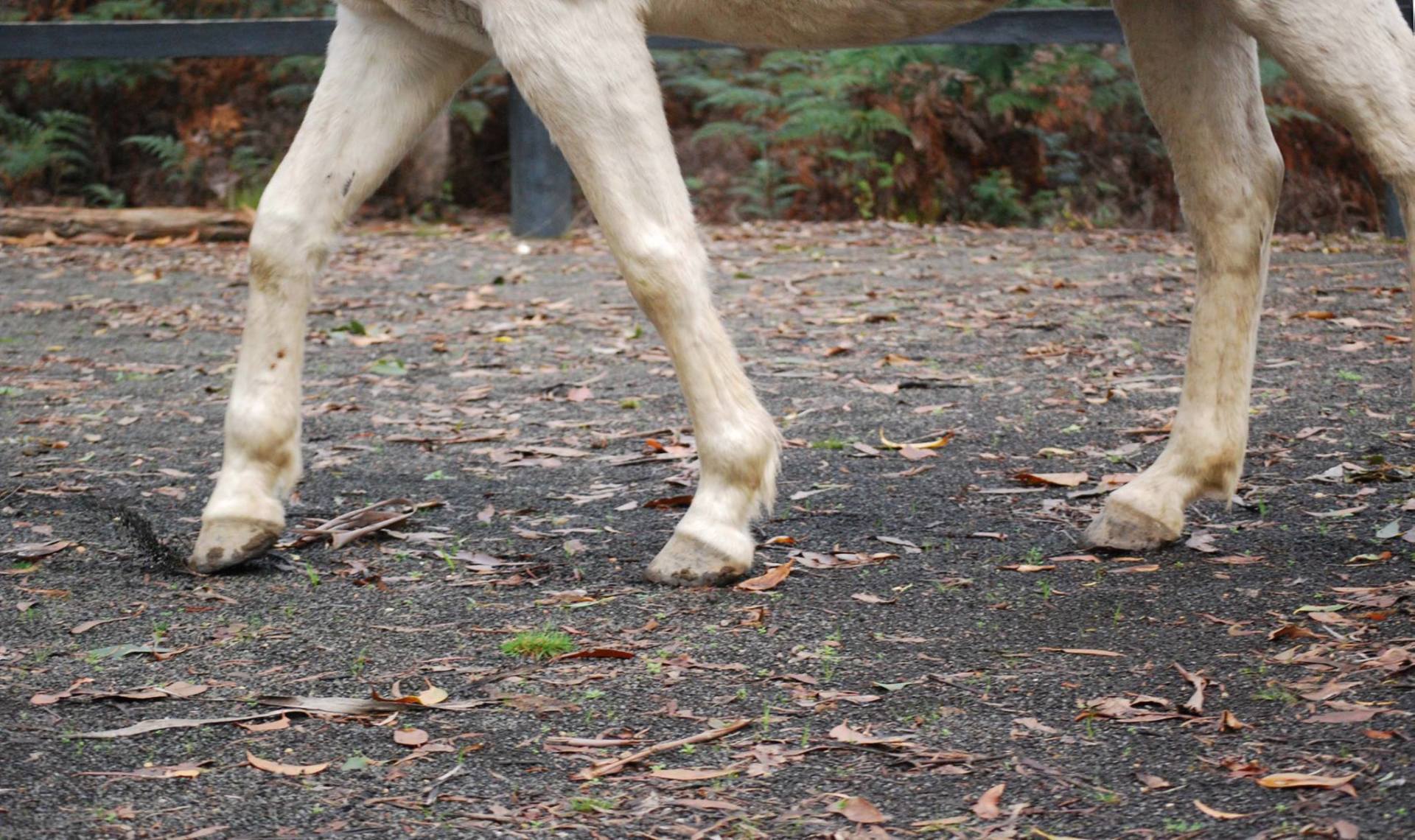 horse feet