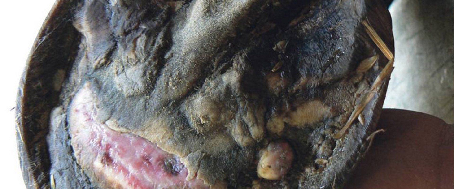 LAMINITIS – PREVENTION IS BETTER THAN CURE