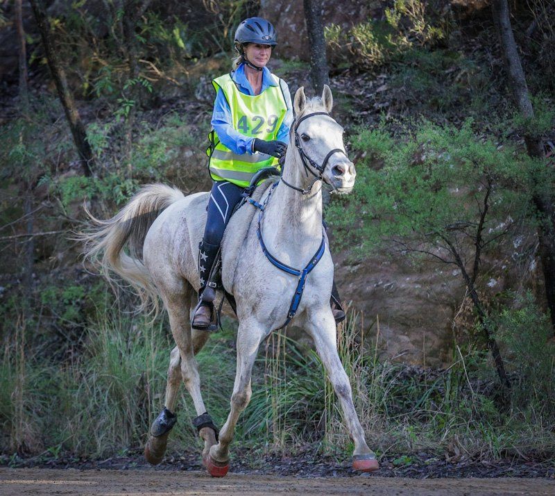 horse adventure