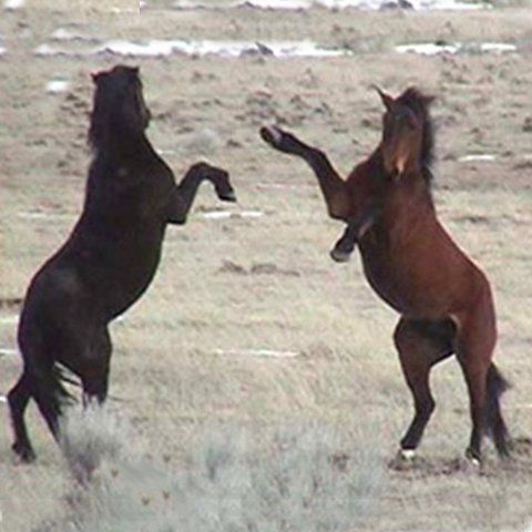 standing horse
