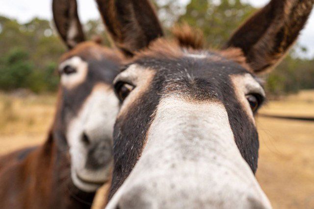 horses
