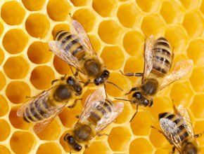 image-282817-78863-pest-control-services.jpg?1436827788020 image-282817-78863-pest-control-services.jpg?1436827788020