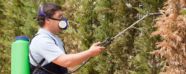 image-285741-Pest_Contol_Services.jpg?1437085080918 image-285741-Pest_Contol_Services.jpg?1437085080918