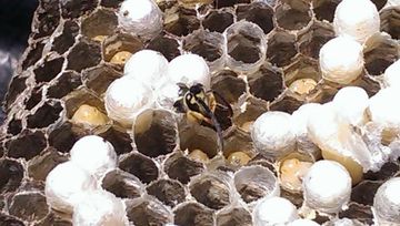 image-282817-78863-pest-control-services.jpg?1437088323406 image-282817-78863-pest-control-services.jpg?1437088323406