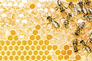 image-285748-bizz-zz-bee-farms-pest-control-services.png?1437088667566 image-285748-bizz-zz-bee-farms-pest-control-services.png?1437088667566