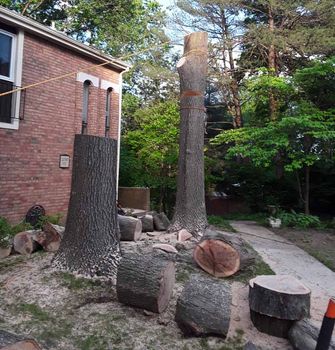 dead wood removal of tree