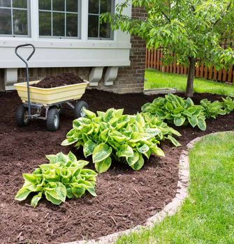 mulch and shrub planting