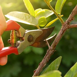 cutting small tree branch with leaves