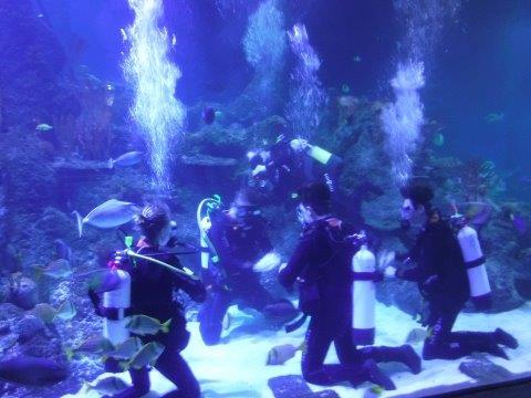 A group of people are scuba diving in an aquarium.