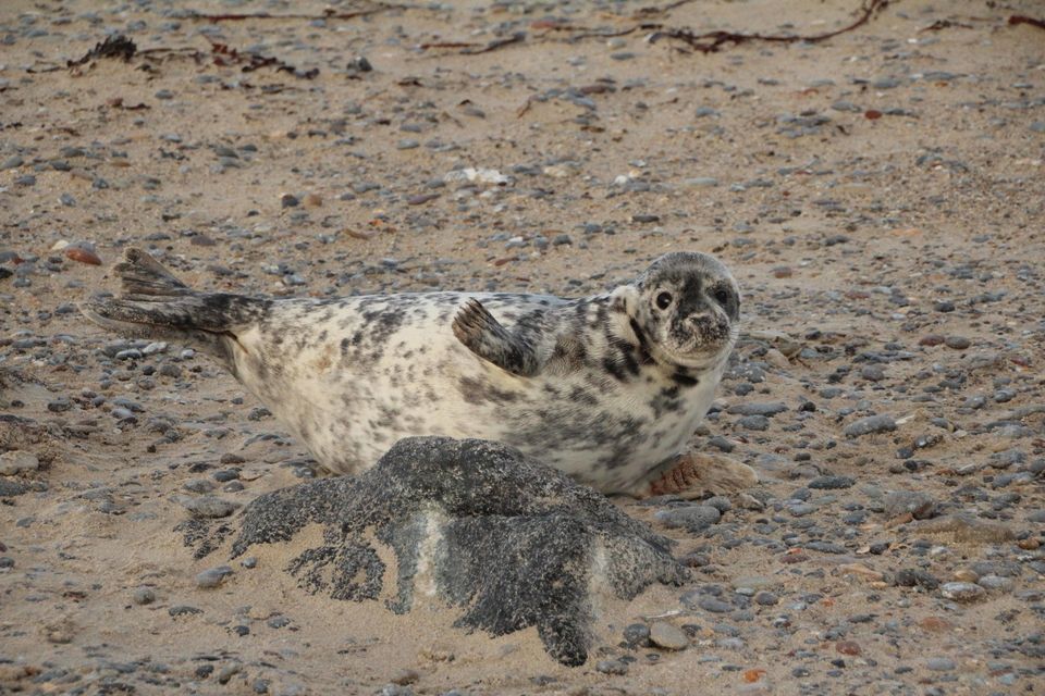 jonge zeehond ligt achter steen op strand