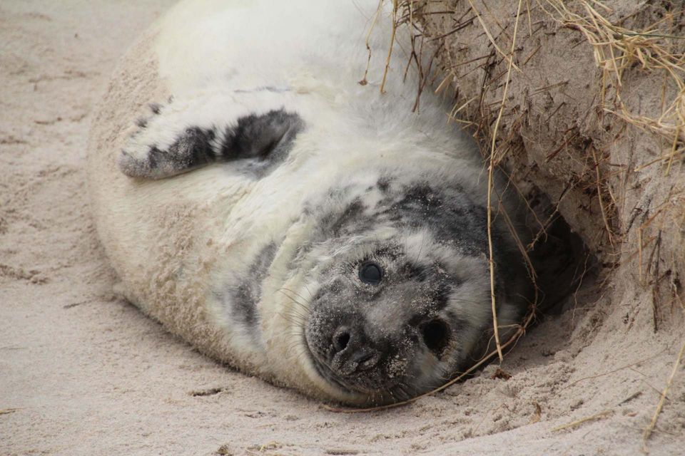 pas geboren zeehond in een duinpan