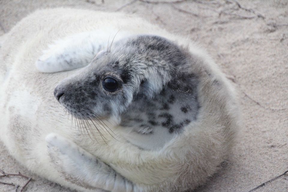 Verharende jonge zeehond