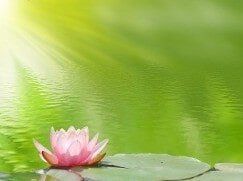 Lotus in Nature - Naturopathic Medicine Lotus in Nature - Naturopathic Medicine