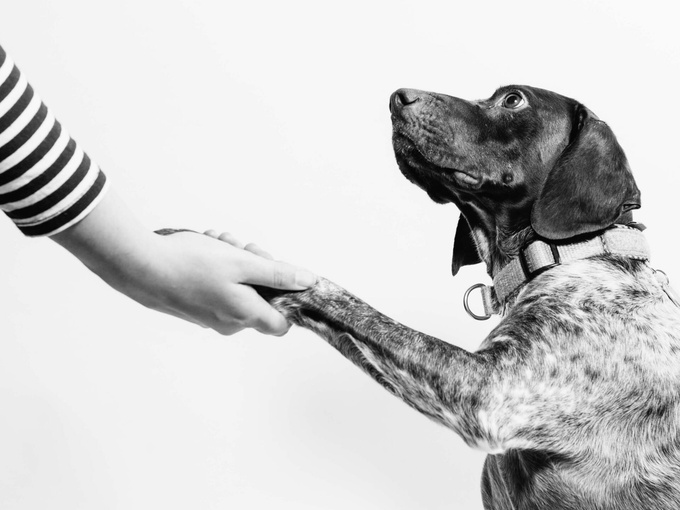 A person is giving a dog a high five in a black and white photo.