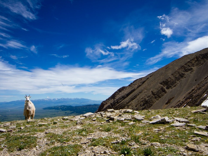A goat is standing on top of a mountain.