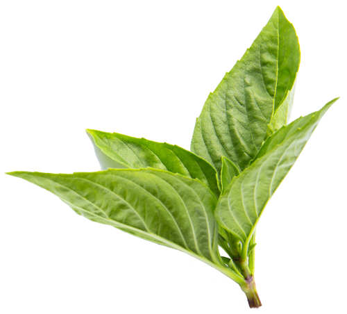 mint leaves