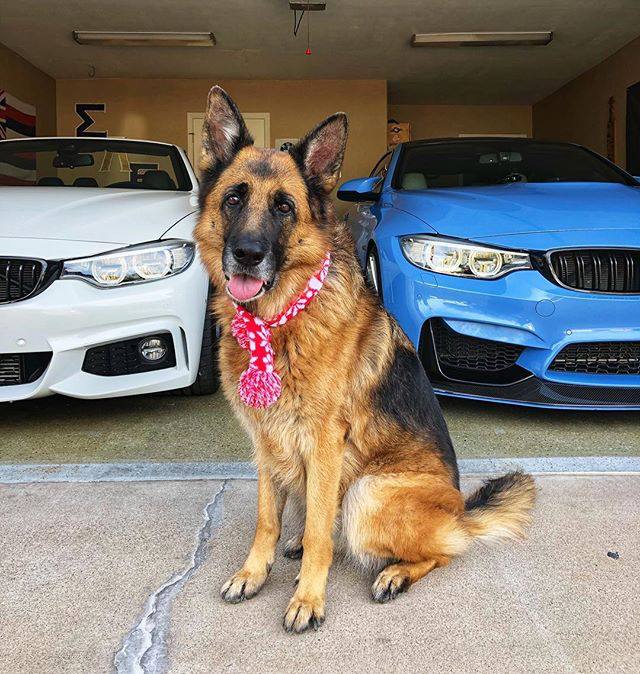 east amherst auto body repair mascot