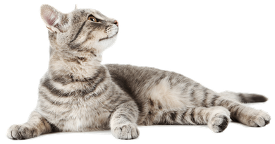 cat looking up