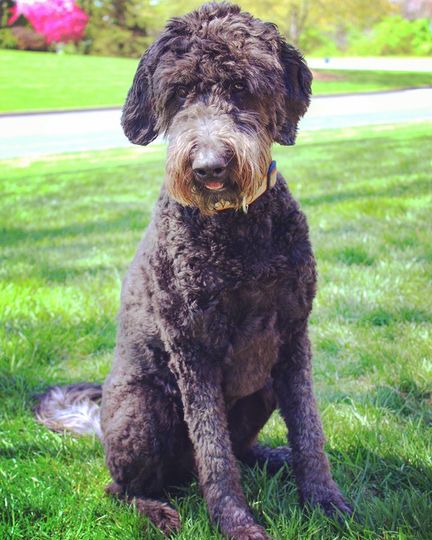 daisy jasper pet clinic