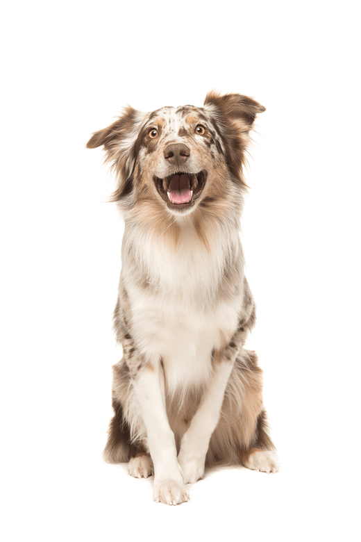 happy dog excited