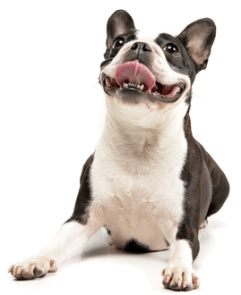 dog looking up