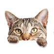 cat testimonial