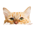 cat testimonial
