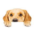 dog testimonial