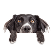 dog testimonial