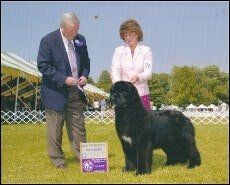 Dog Kennel - Greystone Kennel - Rehoboth MA