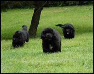 Dog Boarding - Greystone Kennel - Rehoboth MA Dog Boarding - Greystone Kennel - Rehoboth MA