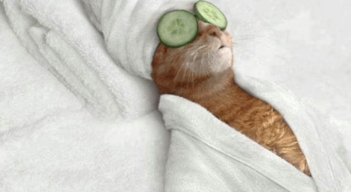 Spa Cat