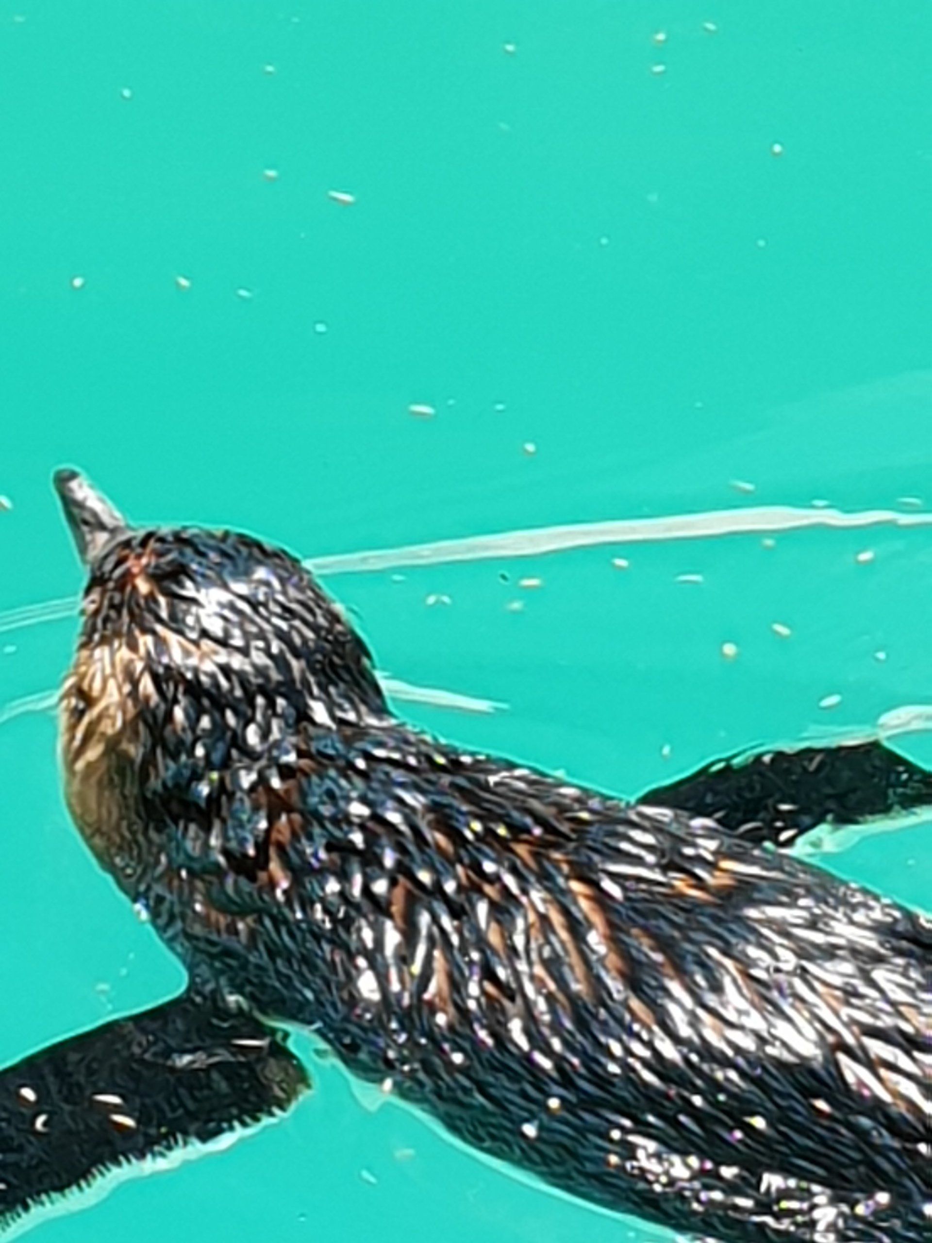 Water Bird