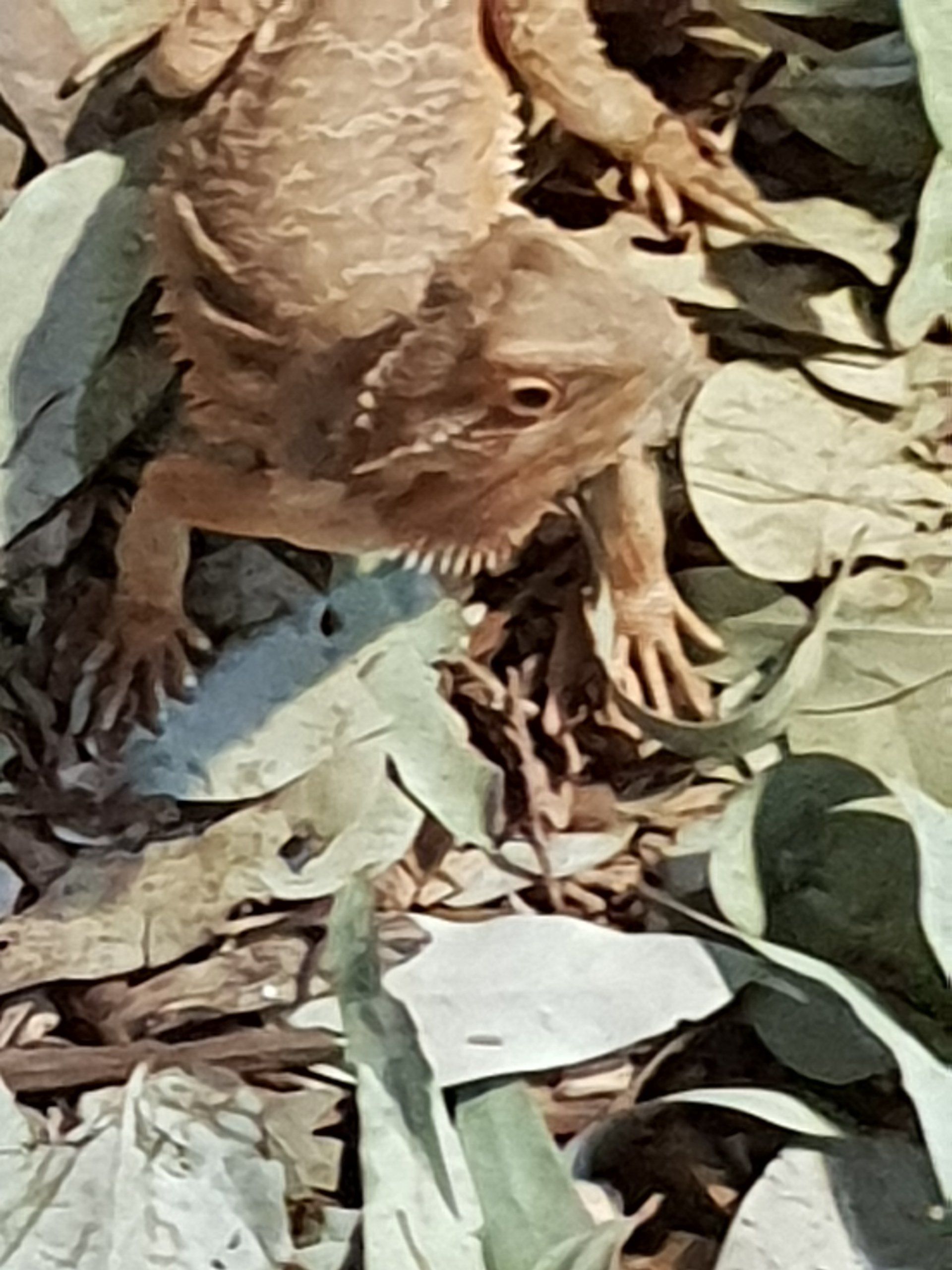 Lizard