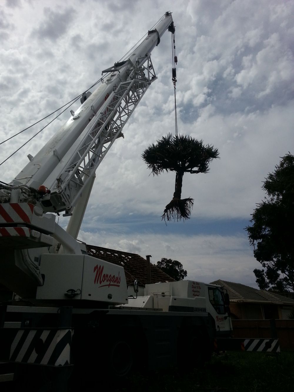 Morgans Crane Hire Adelaide Landscaping Tree Removal 55T Liebherr All Terrain Crane