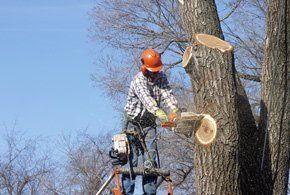 tree removal services