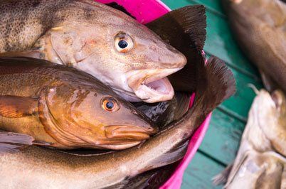 Haddock Fish, Seafood Wholesaler, Mill Cove Lobster Pound, Boothbay, ME Haddock Fish, Seafood Wholesaler, Mill Cove Lobster Pound, Boothbay, ME