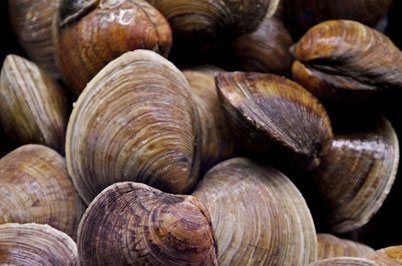 Scallops, Seafood Wholesaler, Mill Cove Lobster Pound, Boothbay, ME Scallops, Seafood Wholesaler, Mill Cove Lobster Pound, Boothbay, ME