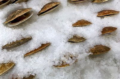 Clams, Seafood Wholesaler, Mill Cove Lobster Pound, Boothbay, ME Clams, Seafood Wholesaler, Mill Cove Lobster Pound, Boothbay, ME