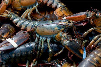 Maine Lobster, Seafood Wholesaler, Mill Cove Lobster Pound, Boothbay, ME Maine Lobster, Seafood Wholesaler, Mill Cove Lobster Pound, Boothbay, ME