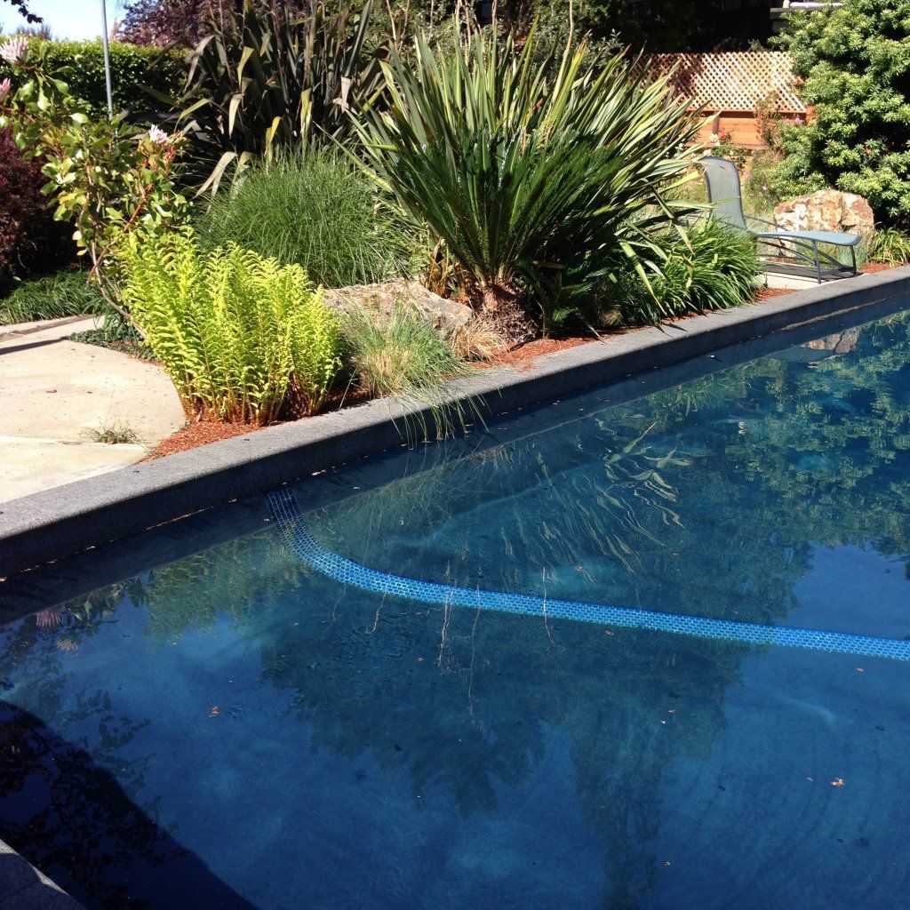 Pool With Trees Nearby