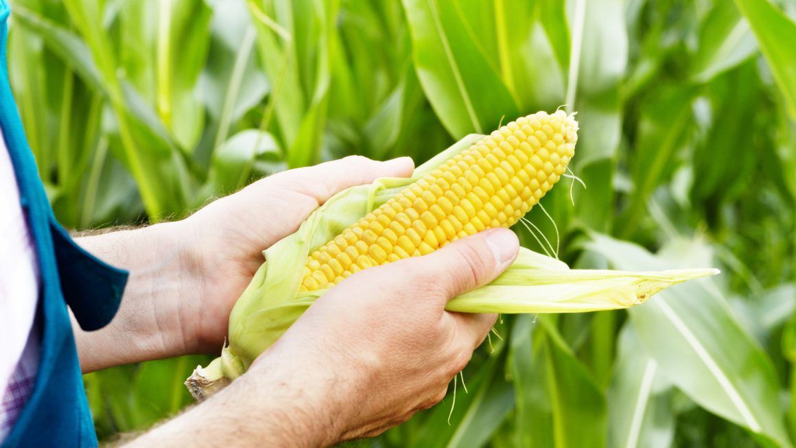 2018/2019 Gleaning Season Update