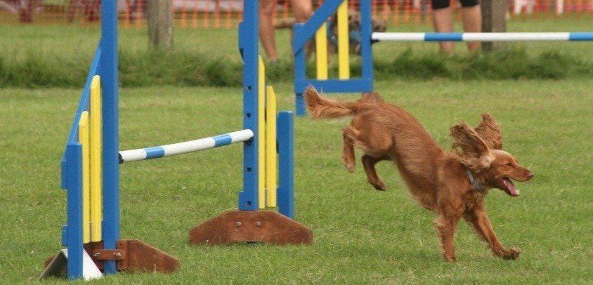 dog being trained